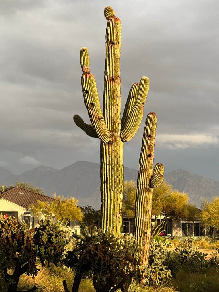 Saguarus